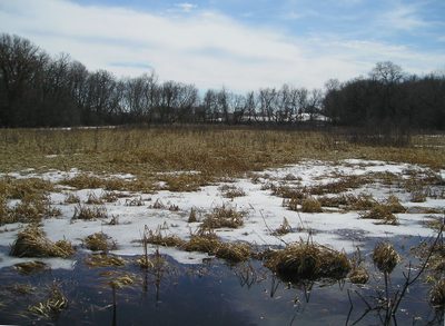 The arboretum's Kettle Hole Marsh in the Spring