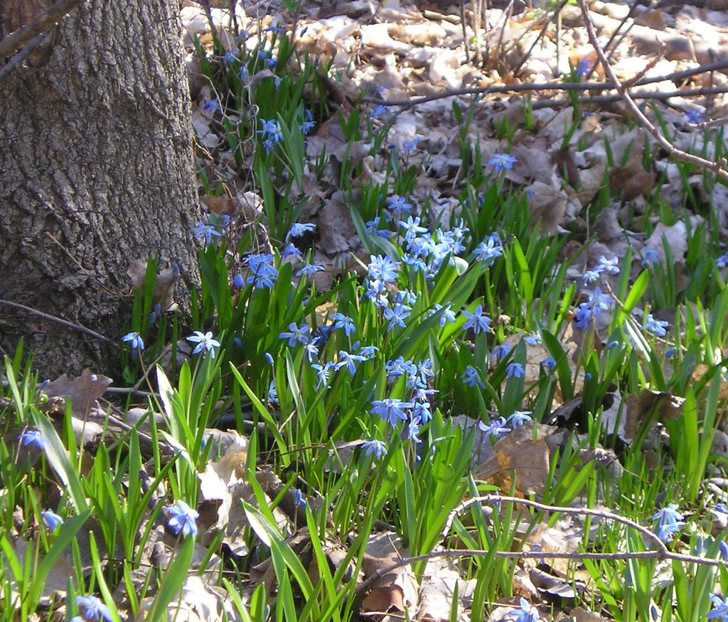Siberian Squill flowers