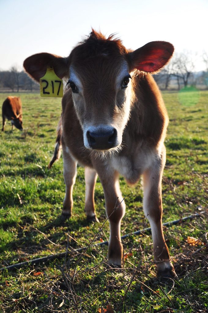 Cow