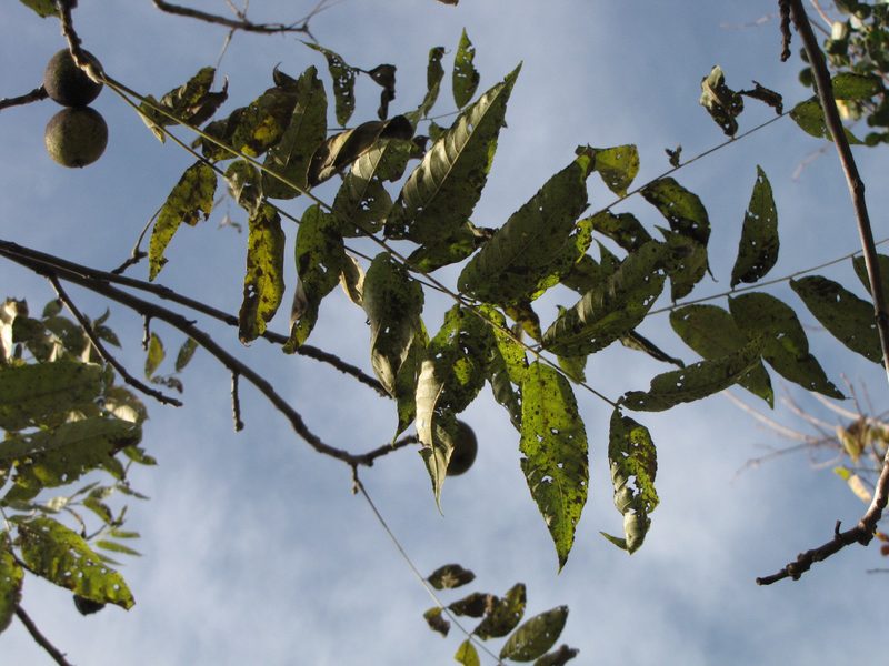 Black Walnut Leaves