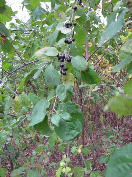 Buckthorn Leaves and Berries