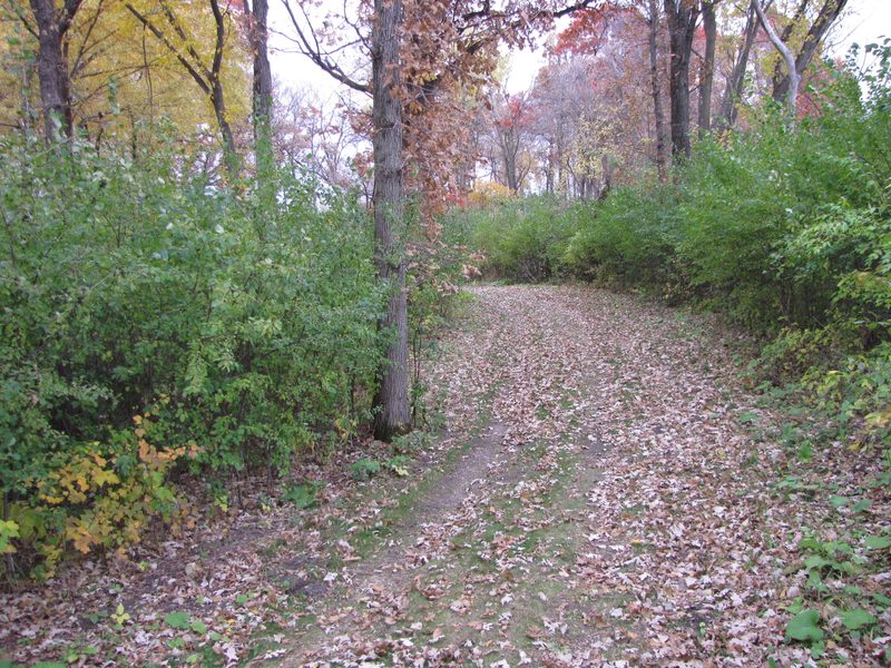 Buckthorn Lining a Path in the Arboretum