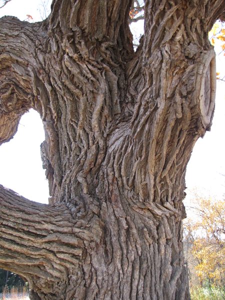 Bur Oak Trunk