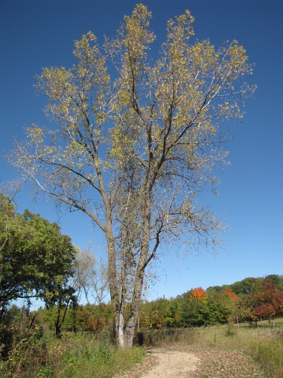 Eastern Cottonwood – Cowling Arboretum – Carleton College