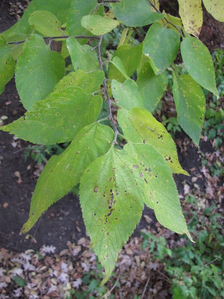 Northern Hackberry leaves