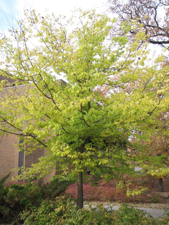 Northern Hackberry Cowling Arboretum Carleton College