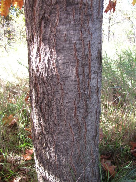 Red Oak tree trunk