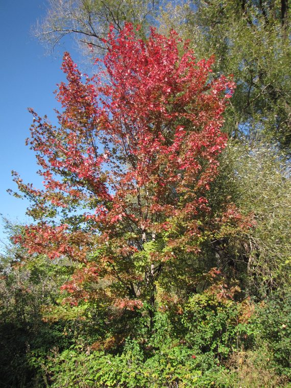 Silver Maple Cowling Arboretum Carleton College
