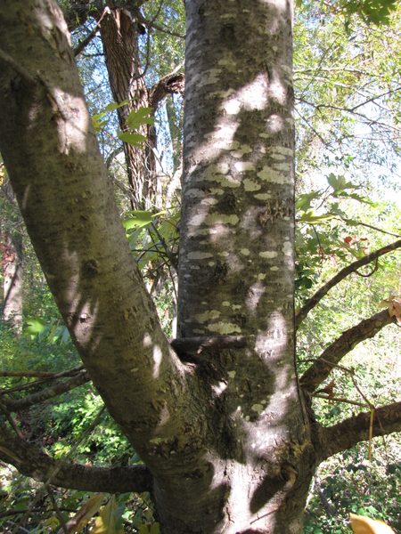 Silver Maple tree trunk