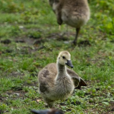 Canada Goose Gosling by Joanne Bouknight