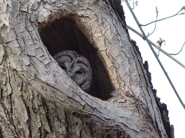 Crows vs Owls: What is going on? – Cowling Arboretum – Carleton College