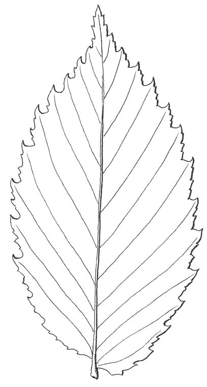 American Elm – Cowling Arboretum – Carleton College