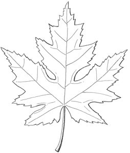 Example of leaf of Silver Maple