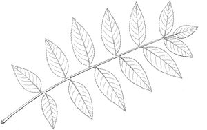 Example of leaf of Black Walnut