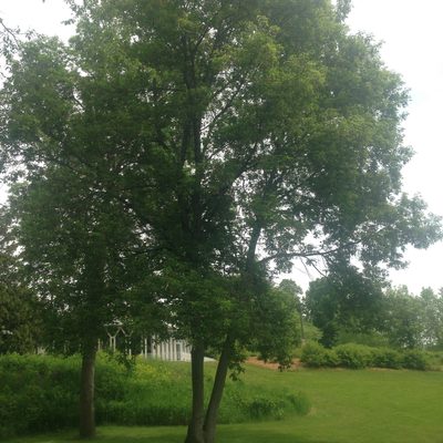 Boxelder silhouette