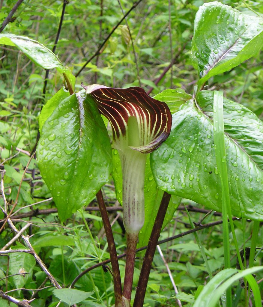 Jack in the Pulpit