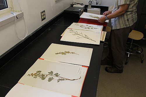 Herbarium 3