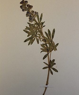 Pressed flowering specimen