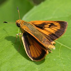 Mass Audubon Society Butterfly Images