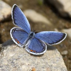 Mass Audubon Society Butterfly Images