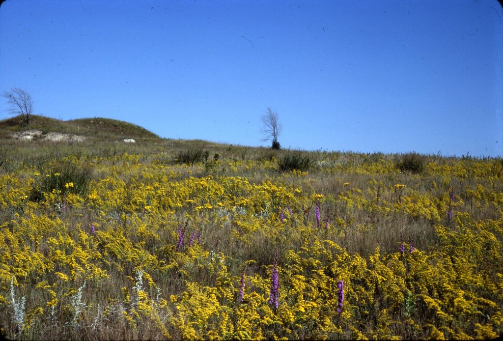 McKnight Prairie in the Fall of 1981
