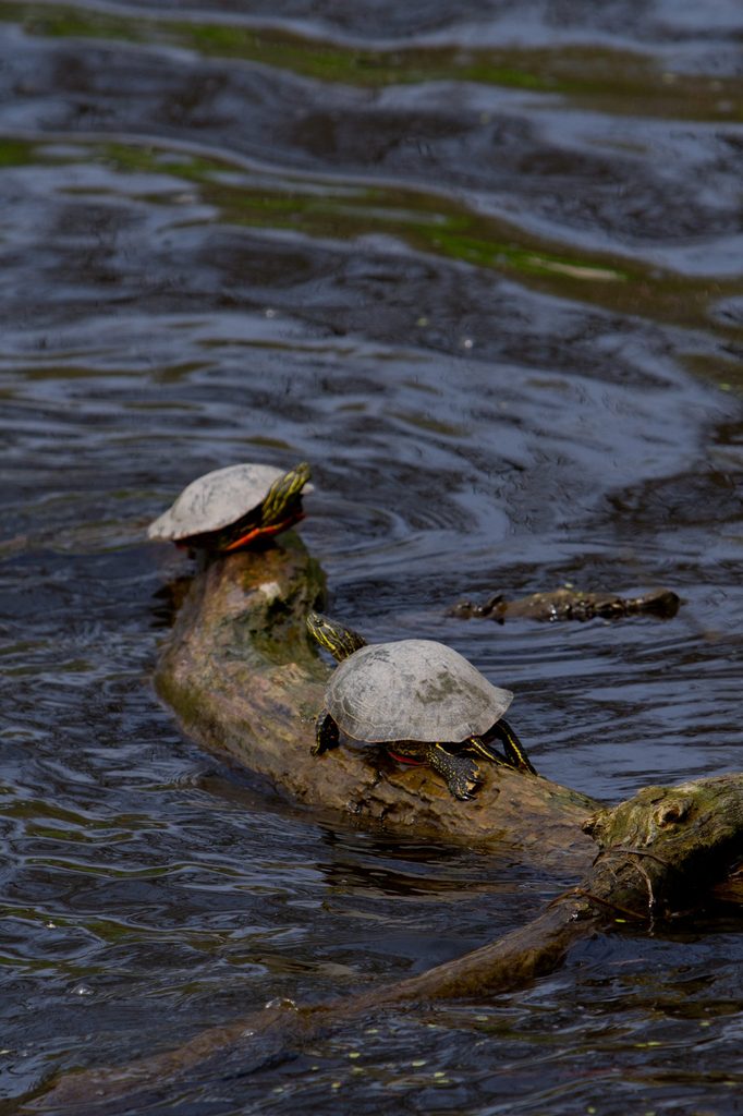 How do turtles survive the winter? Cowling Arboretum Carleton College