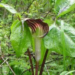 Jack-in-the-Pulpit