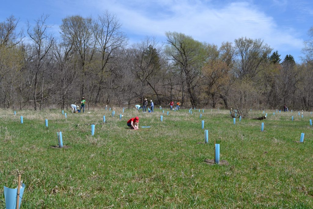 Volunteers plant trees in the Upper Arboretum