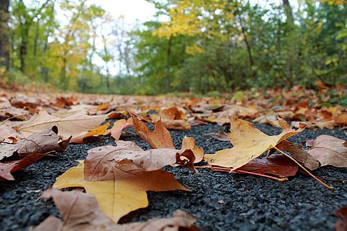 The Science Of Fall – Cowling Arboretum – Carleton College