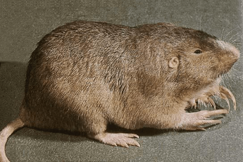 Geomys bursarius, Plains Pocket Gopher Cowling Arboretum Carleton College