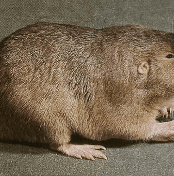 Geomys bursarius, Plains Pocket Gopher Cowling Arboretum Carleton College