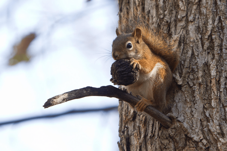 Tamiasciurus hudsonicus, Red Squirrel – Cowling Arboretum – Carleton College