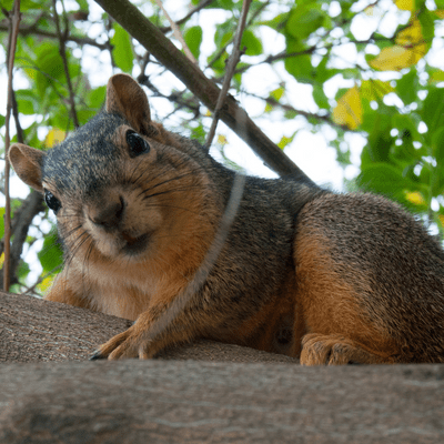Eastern Fox Squirrel (Sciurus niger) looking down from a tree (Wikimedia Commons)