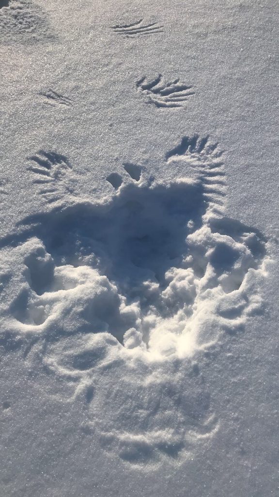 Avian Snow Angels – Cowling Arboretum – Carleton College