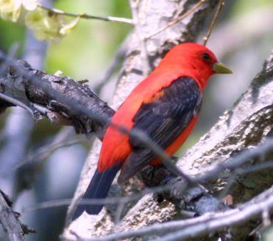 Scarlet tanager perched in some branches
