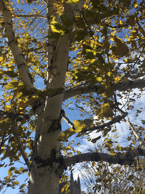 Paper Birch Tree