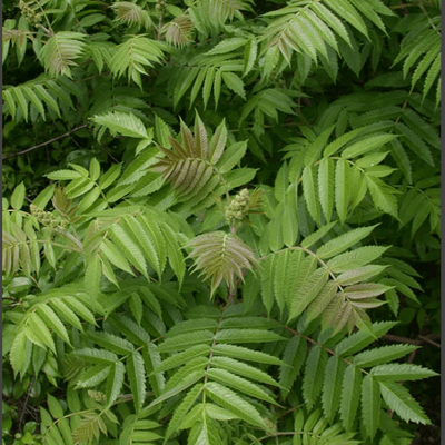 Bronze-tinged staghorn sumac leaves emerging in late spring.
