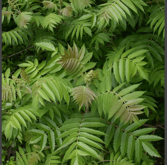 Staghorn sumac (Rhus typhina) Cowling Arboretum Carleton College