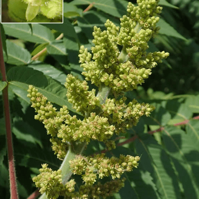 Staghorn sumac flower cluster and close-up of an individual flower.