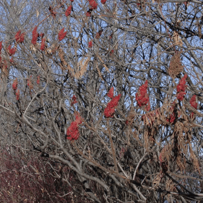 Staghorn sumac berries persist through the winter.