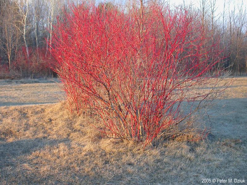 are dogwood trees male and female