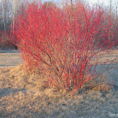 The striking red coloration of the Red-Osier dogwood's bark in winter.