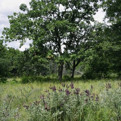 A picture of blooming Leadplant growing in typical habitat, oak savanna.