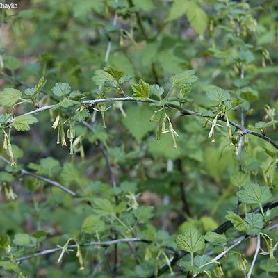 The characteristic arching stem of the Missouri Gooseberry plant with flowers in spring.