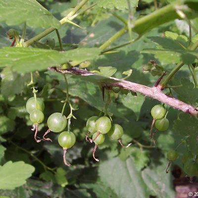 Missouri Gooseberry fruits on an arching stem, which are green just prior to ripening