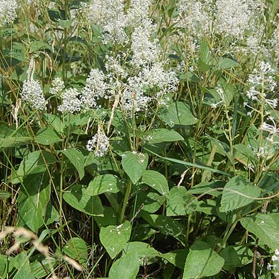 A colony of New Jersey Tea plants and their blooming white flowers.