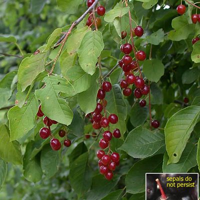 Chokecherry's fruits are bright red just before ripening. See inset for a ripe, purplish berry.