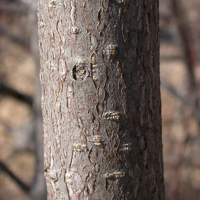 Typical Chokecherry bark, which is rough with many lenticels