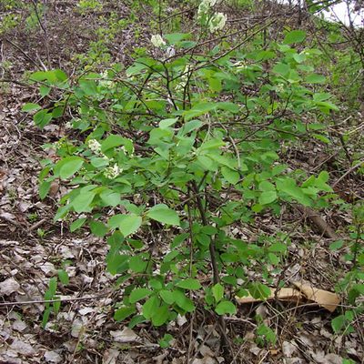 A young Chokecherry shrub in spring. This Chokecherry is only about 3 feet tall.