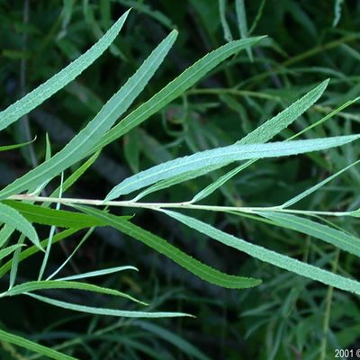 Sandbar Willow's long, thin, light green leaves up close.